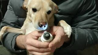 PeCute Nail aPet-Nail-Grinder video review and merits by AI Analyzed